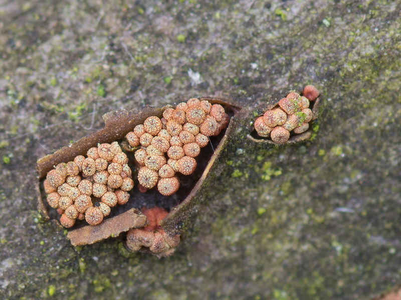 Thyronectria aurigera